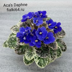 Aca's Daphne (J.Brownlie) 